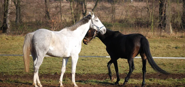 Twee paarden inzake begrazing — Stockfoto