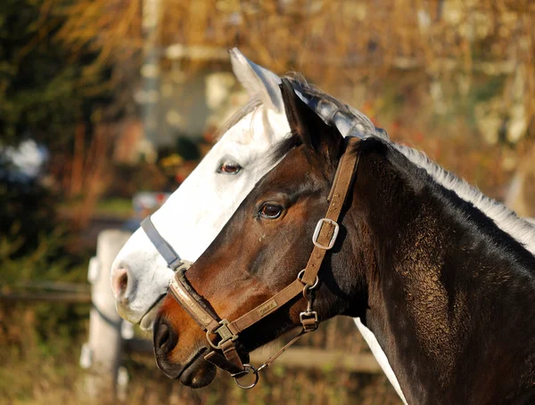 Witte en zwarte paarden — Stockfoto