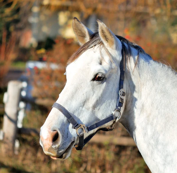 Beyaz at başı — Stok fotoğraf