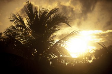 palmiye ağaç sunset