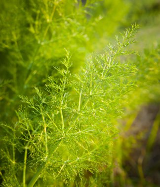 Wild Aniseed