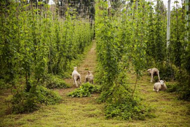 Lambs in Hops clipart