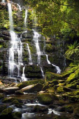 Nelson Falls, Tasmania clipart