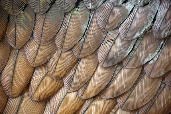 Eagle Feathers — Stock Photo, Image
