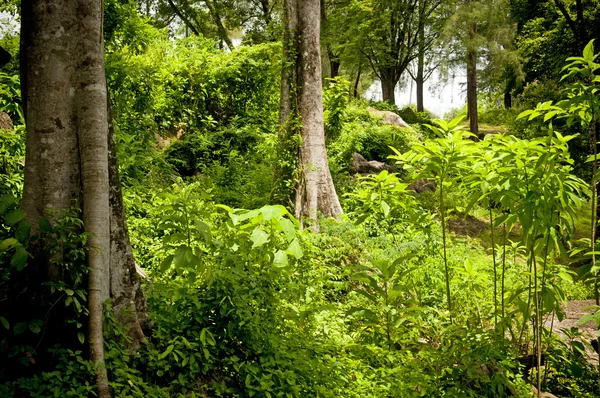 Paisaje de la selva — Foto de Stock