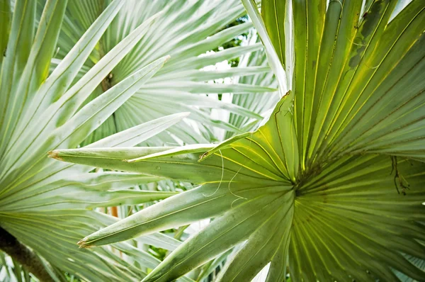 Фон пальмового листа — стоковое фото