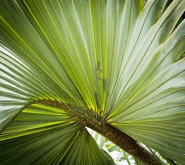 Palm leaf bakgrund — Stockfoto