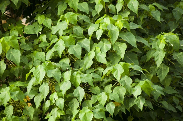 stock image Leaves