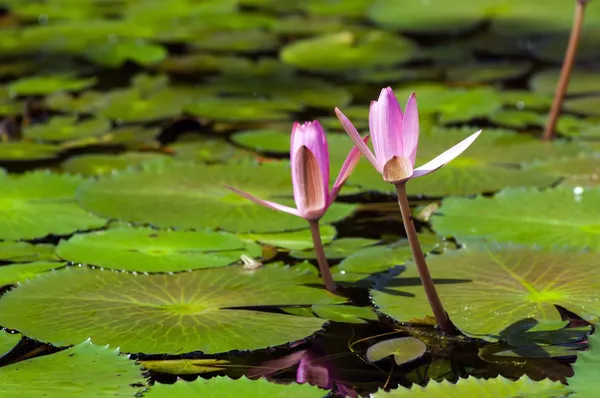 백합 연못 — 스톡 사진