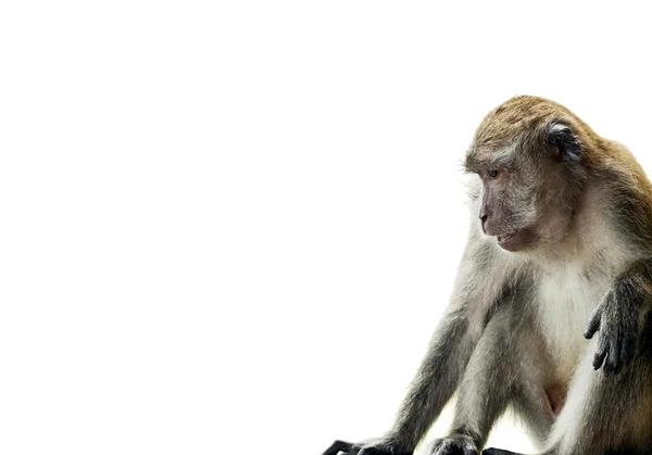 Macaco de cola larga — Foto de Stock