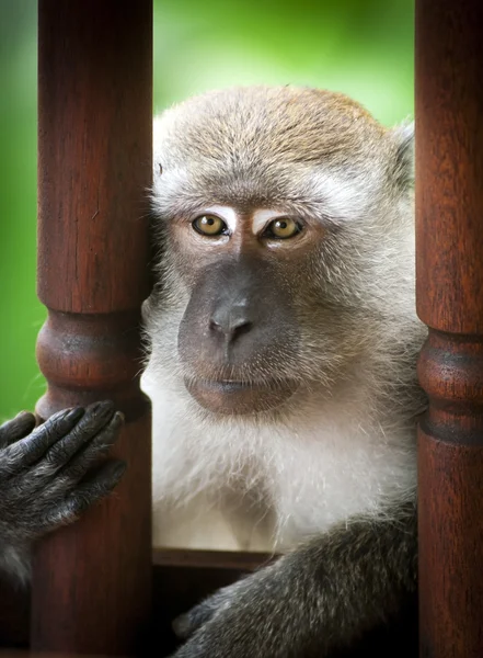 stock image Long-Tailed Macaque