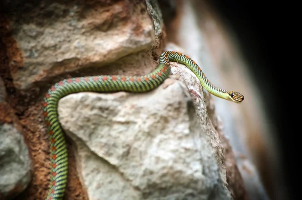 楽園の蛇 — ストック写真