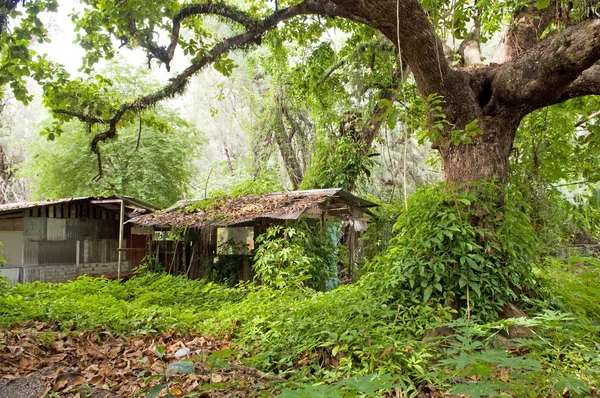 Cabaña de la selva — Foto de Stock