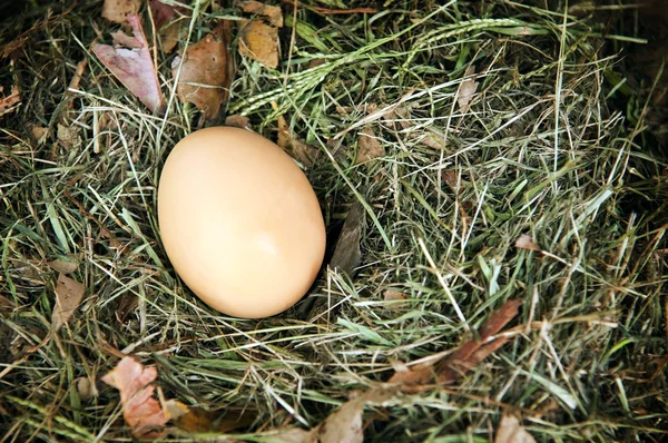 Яйцо гнезда — стоковое фото