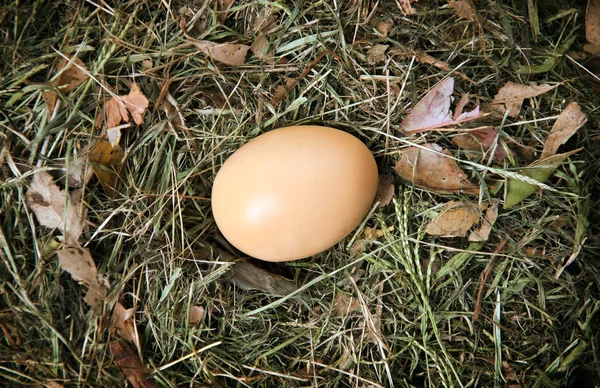 Гнізда яйце — стокове фото