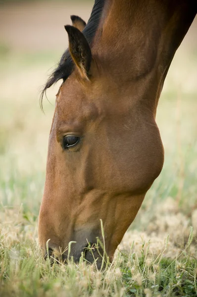 Græssende hest - Stock-foto