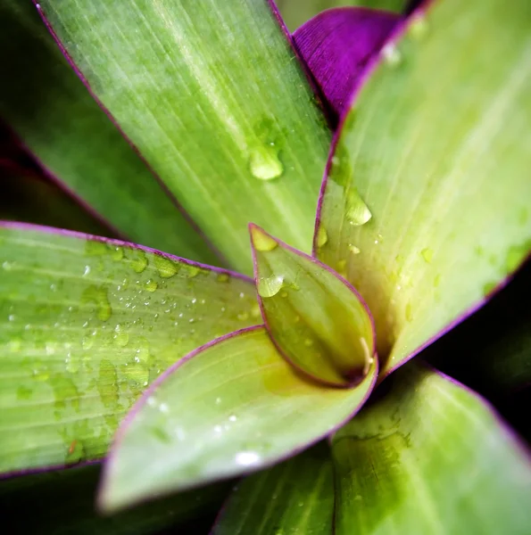 Plant Detail — Stock Photo, Image