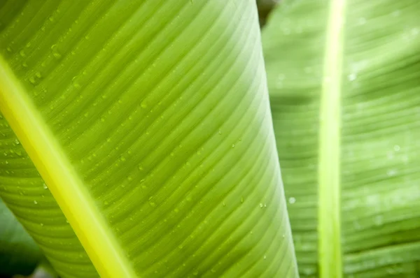 Plant detail — Stockfoto