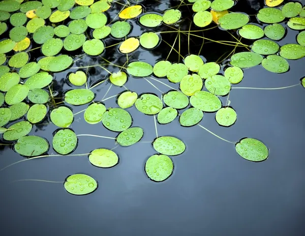 릴리 패드 연못 — 스톡 사진