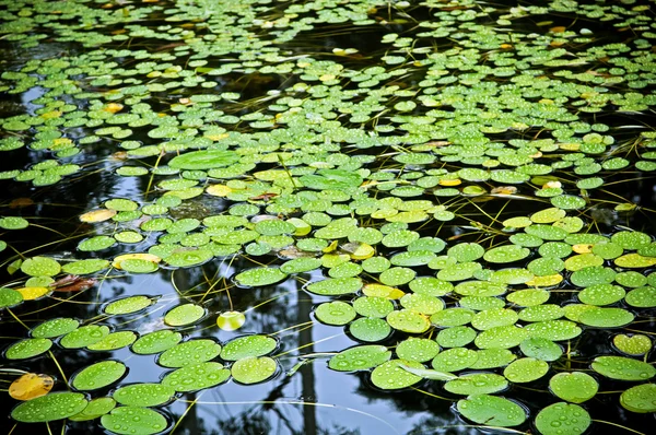 Lagoa lilly pad — Fotografia de Stock