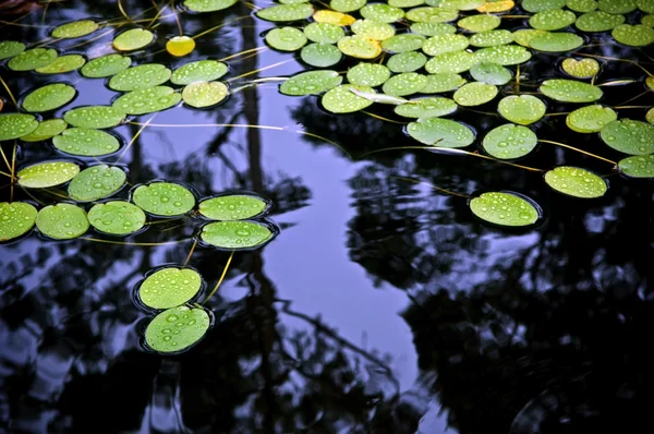 Lilly Pad Pond — Stock Photo, Image