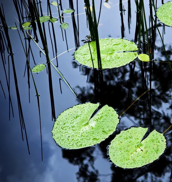 Lilly Pad Stagno — Foto Stock