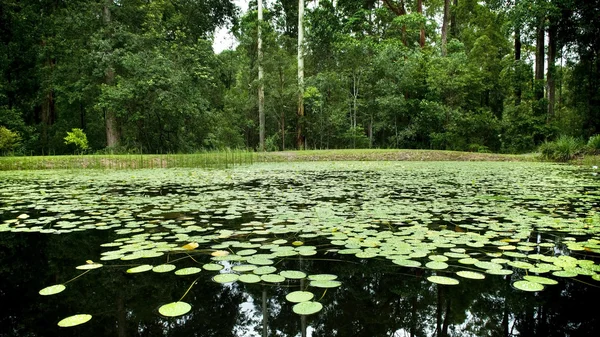 Lilly Pad Pond — Stok fotoğraf