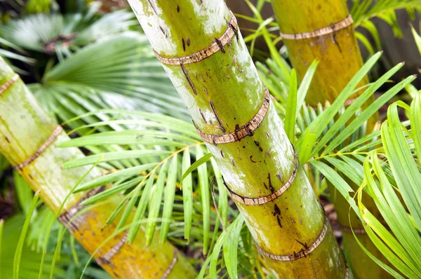 Palm tree djungel — Stockfoto