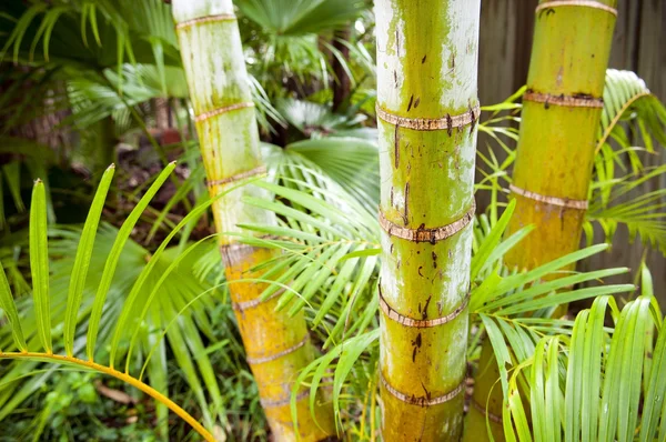 Selva de palmeira — Fotografia de Stock