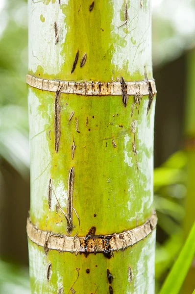 Dłoń drzewo dżungla — Zdjęcie stockowe