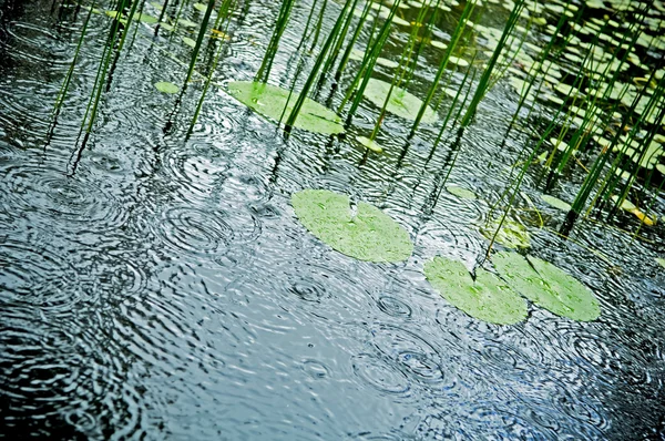 Pluie sur l'étang — Photo