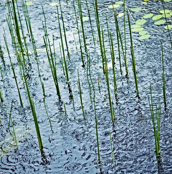 Pluie sur l'étang — Photo