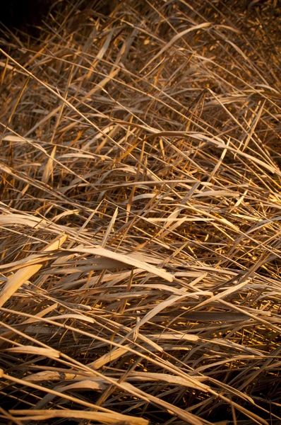 茶色の葦 — ストック写真