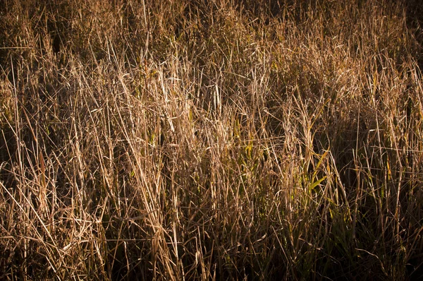 Dry Grass — Stock Photo, Image