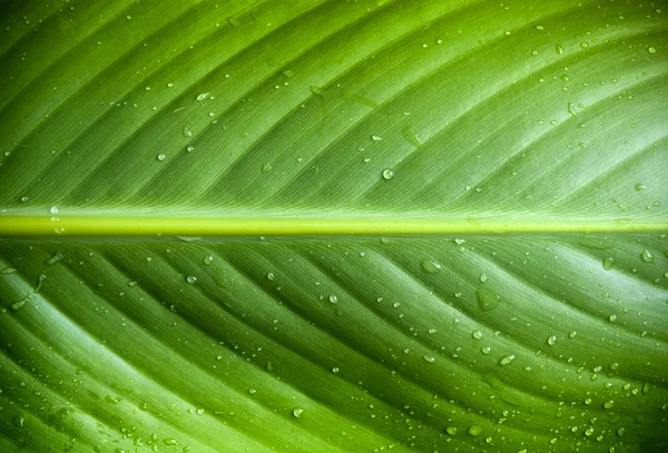 Zielony liść kropelki — Zdjęcie stockowe