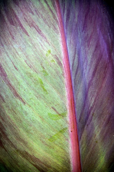 Pastel Leaf Detail — Stock Photo, Image