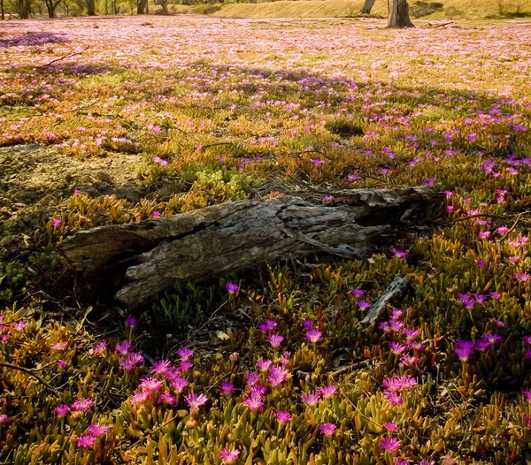 ピンクの野の花 — ストック写真