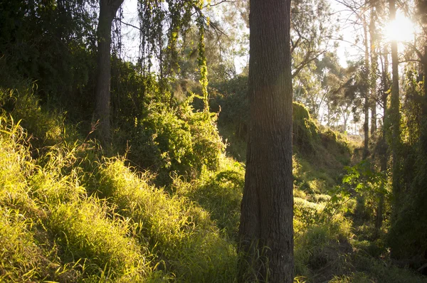 환상의 숲 — 스톡 사진