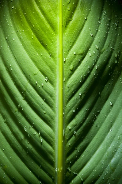 Dramatic Leaf Detail — Stock Photo, Image