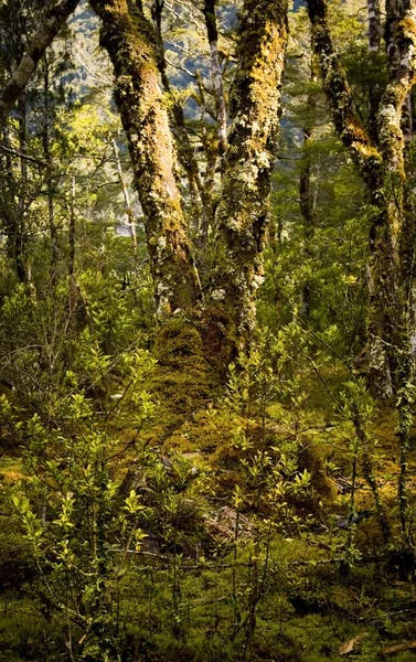 Starobylé lesy — Stock fotografie