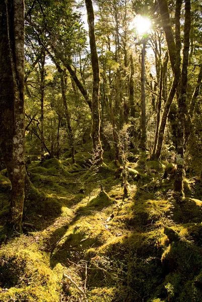 Древний лес — стоковое фото