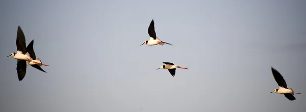 Uccelli in volo — Foto Stock