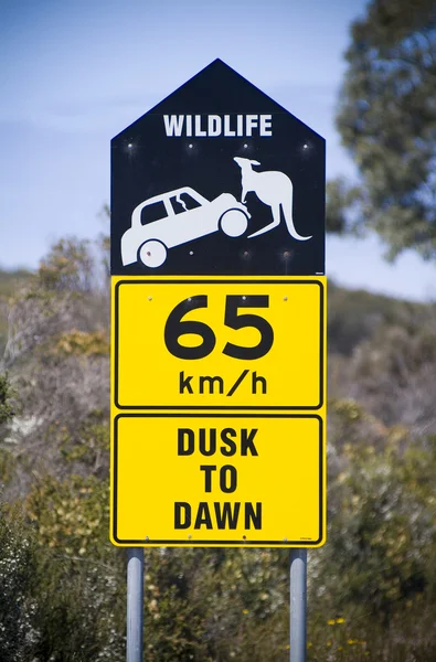 Auto gegen Känguru — Stockfoto