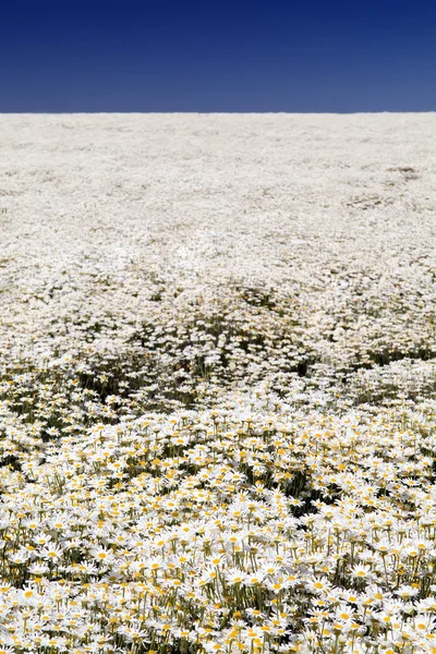 Gänseblümchenfelder — Stockfoto