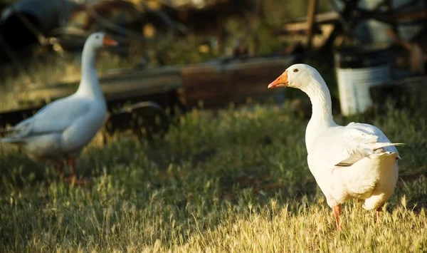 Farm Geese — Stock Photo, Image