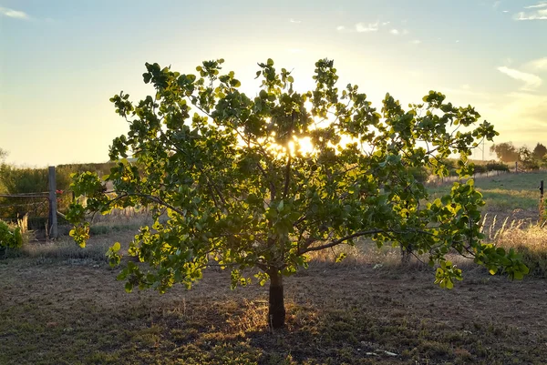 Светящееся дерево — стоковое фото