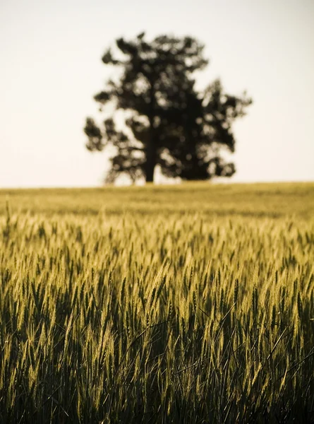 Campos de grano —  Fotos de Stock