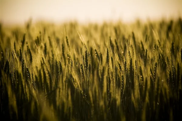 Campi di grano — Foto Stock
