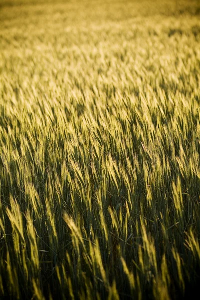 Зерновые поля — стоковое фото