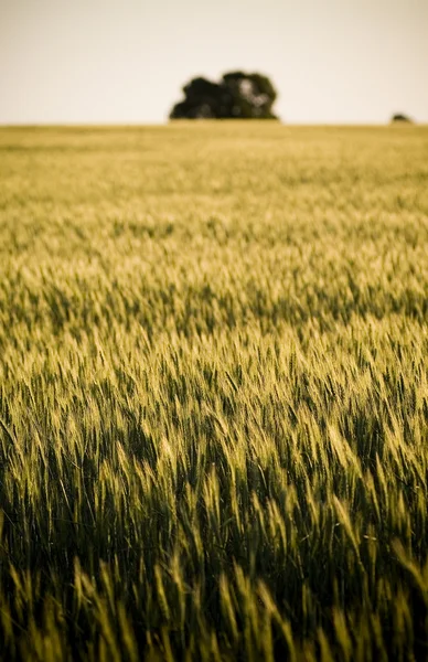 Campos de grano — Foto de Stock